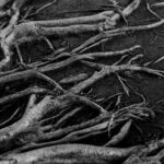 The Five-Fingered Root