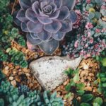 This Little Earth