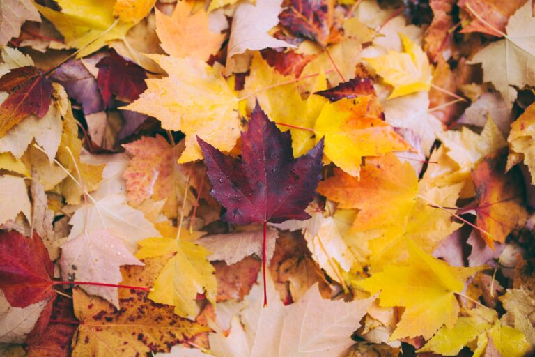 Fall Song