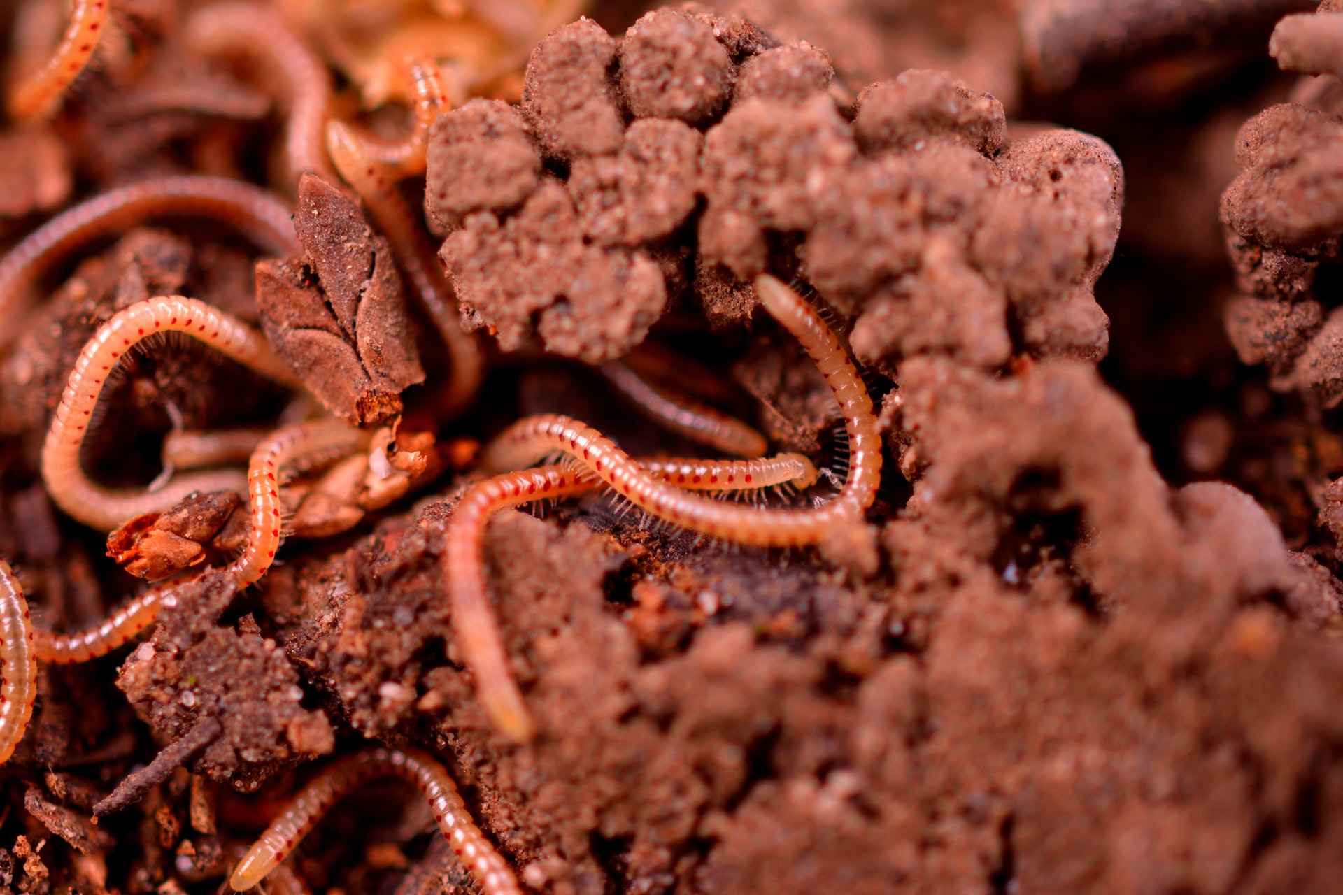 Worms