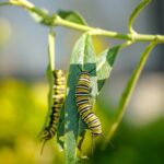 Aerial Caterpillar Ballet