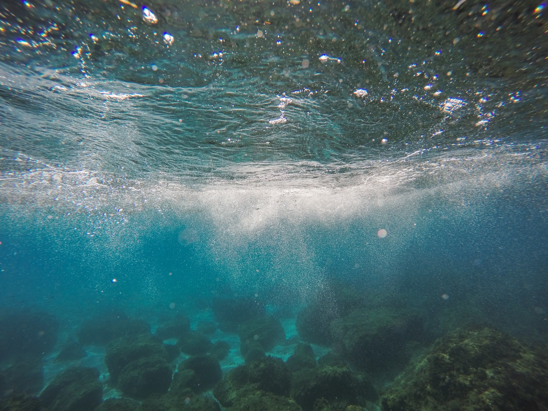 An Ode to a Shark’s Stomach Contents