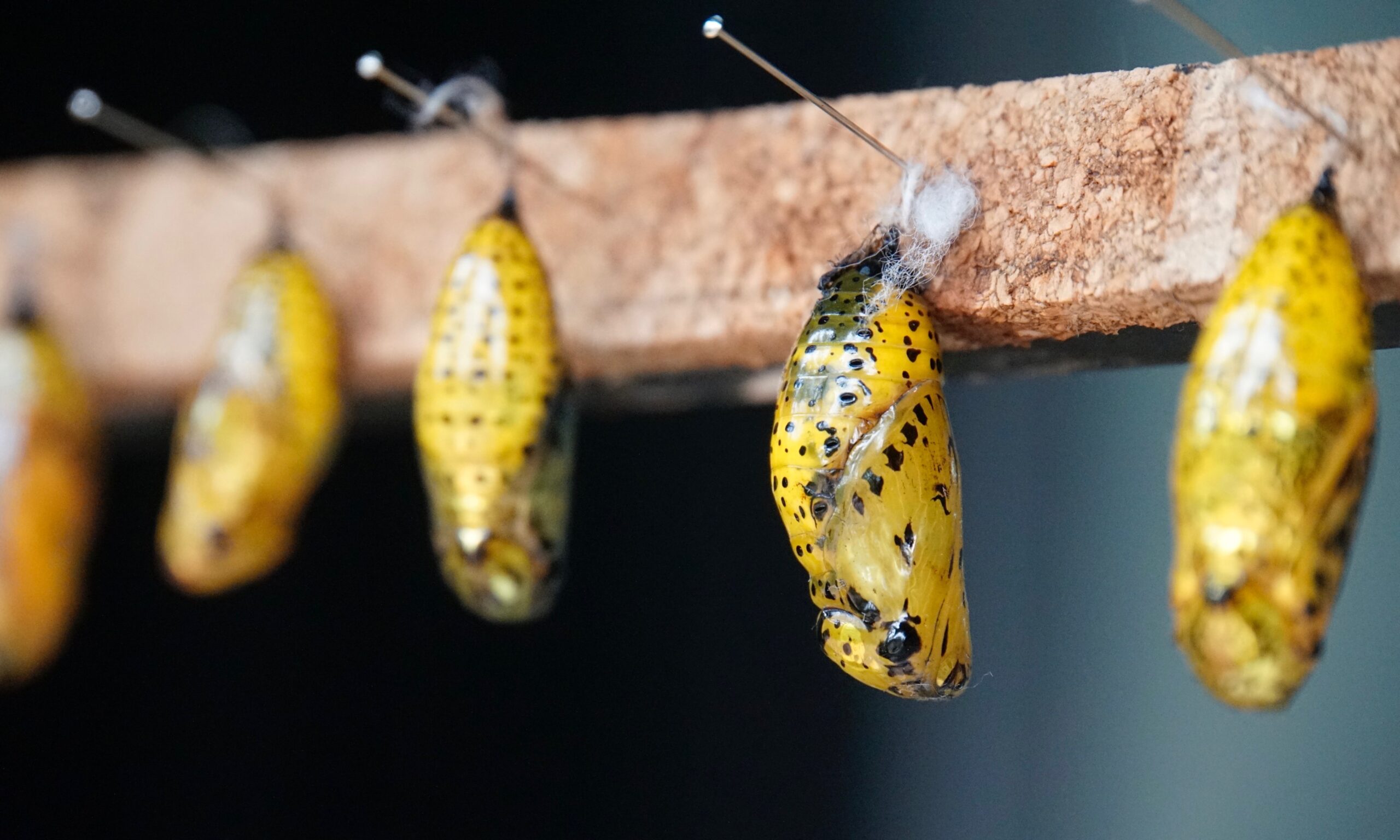 Chrysalis