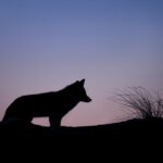 Howl