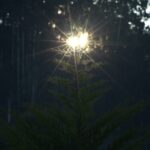“Where being lies in his poetry”: A Review of Tim Moder’s All True Heavens