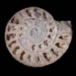 “What does it mean to be a fossil?” : A Review of “Fossils in The Making” by <strong>Kristin George Bagdanov</strong>