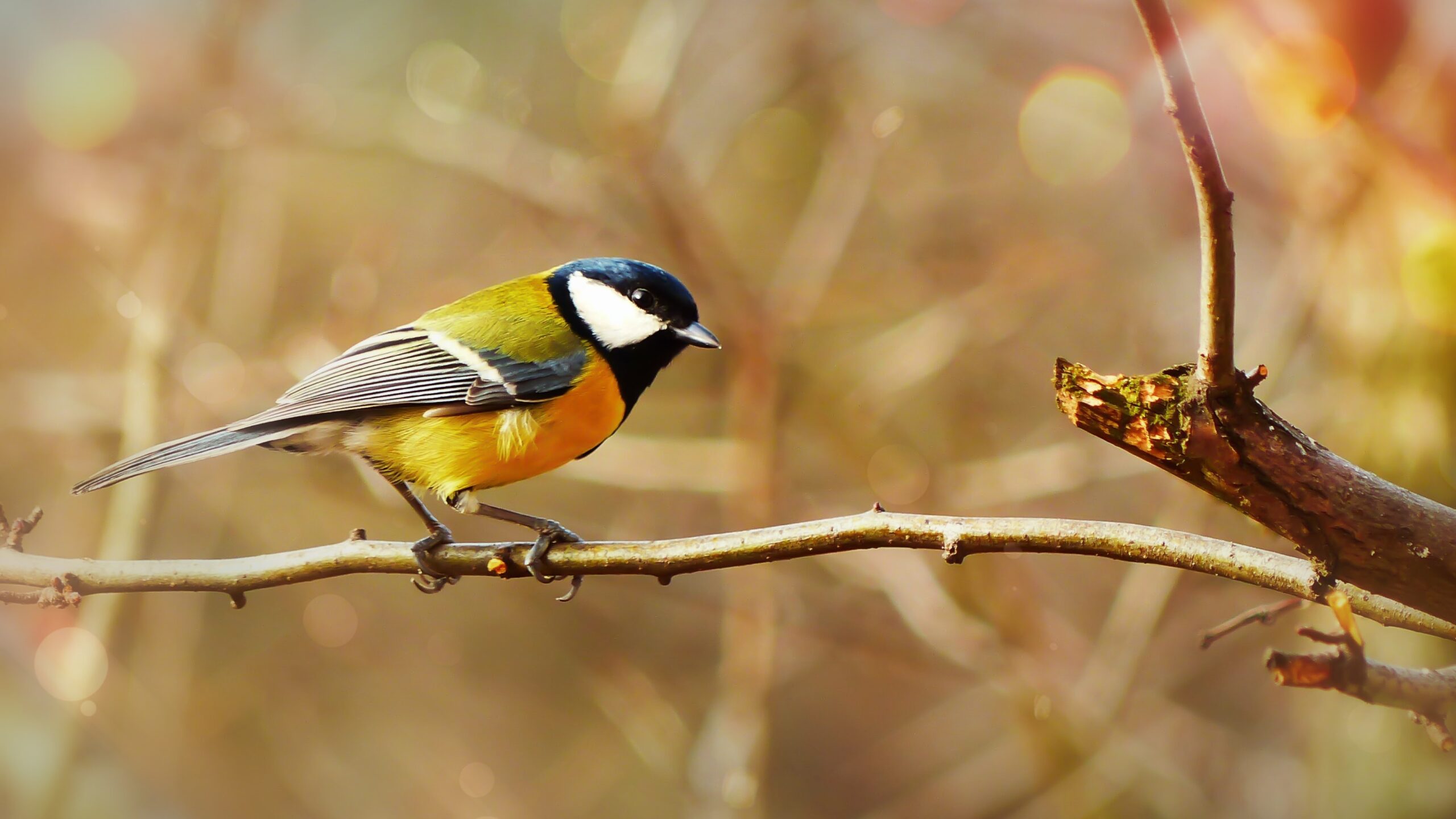This bird has flown