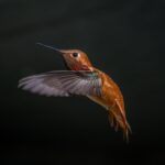 chitter of the hummingbirds