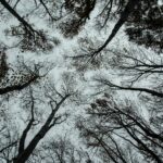 Seraphic Warmth