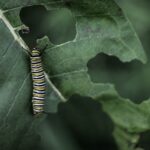THE VERY HUNGRY CATERPILLAR – UNRELEASED VERSION
