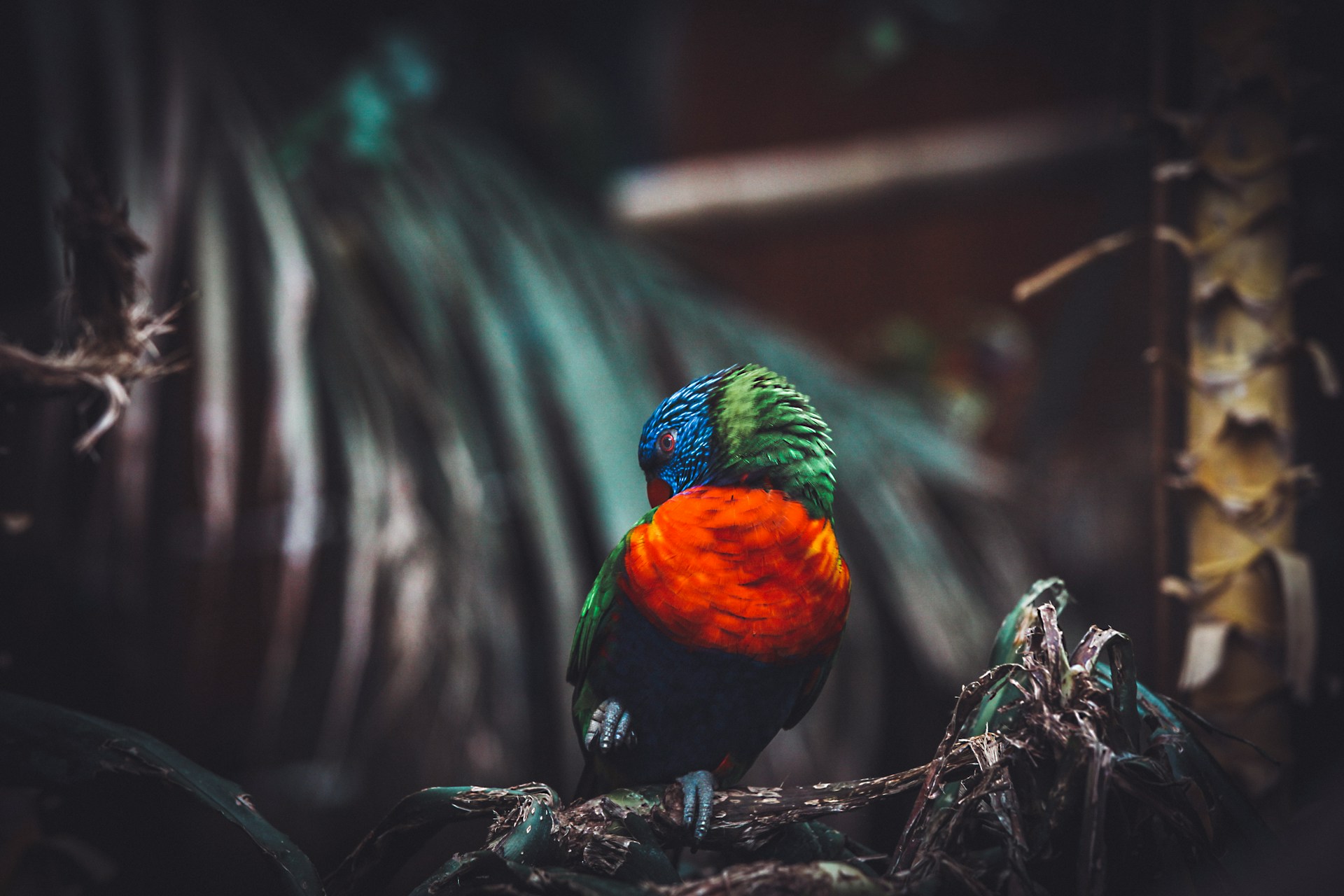 An Australian in New England