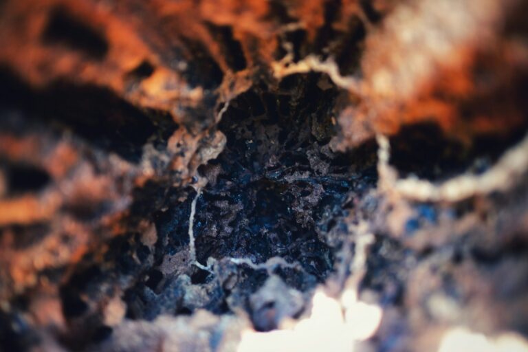 The Beech Tree