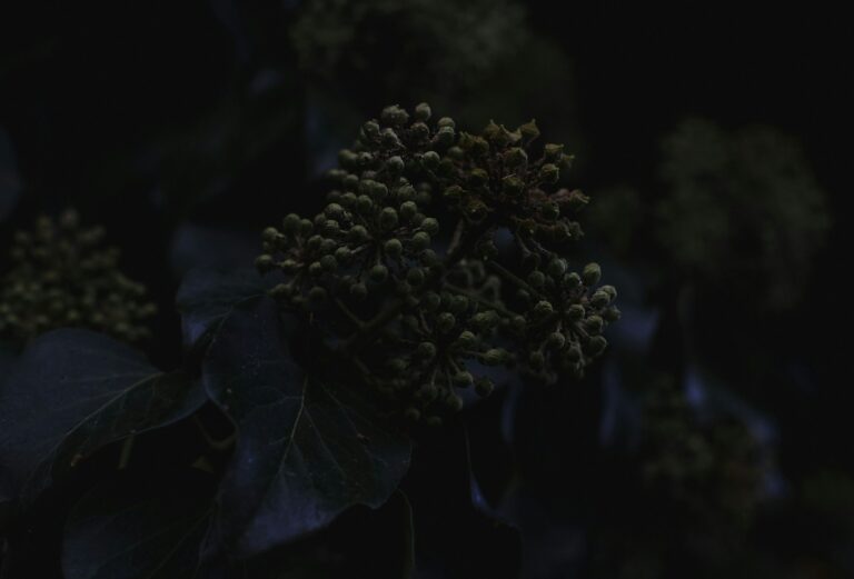 On the day of the new moon I am kneeling in the garden