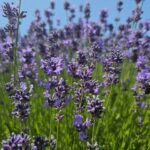 “A layer of familiar dust”: A review of “Restland” by Nicholas Barnes