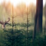 ONE PLEASANT SUMMER AFTER LUNCH