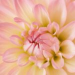 Photo Unsplash/Janine Joles